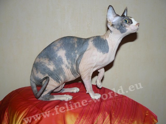 sphynx_GD_3 (Copier)